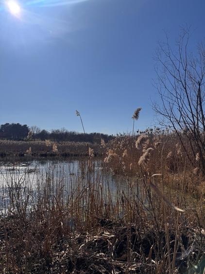 Teren cu deschidere la lac strada Orhideelor- conectare imediata la curent - 7