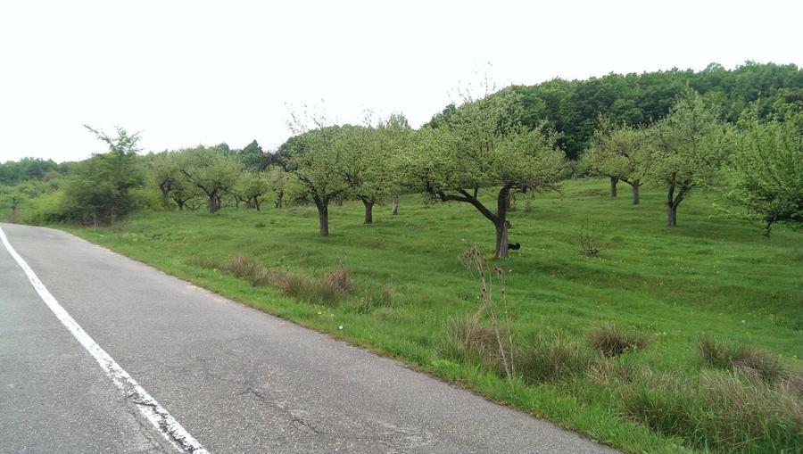 Vand Teren Livada 7.2 hectare - 3