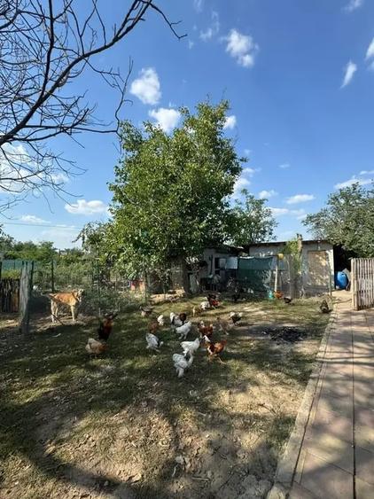 Casă cu 5 camere | Pivniță și Livada | Aproape de București | - 8