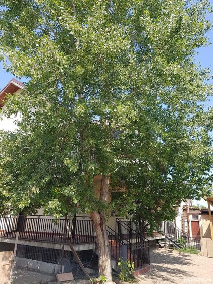 proprietar vinde vila la serbanesti bacau - 1