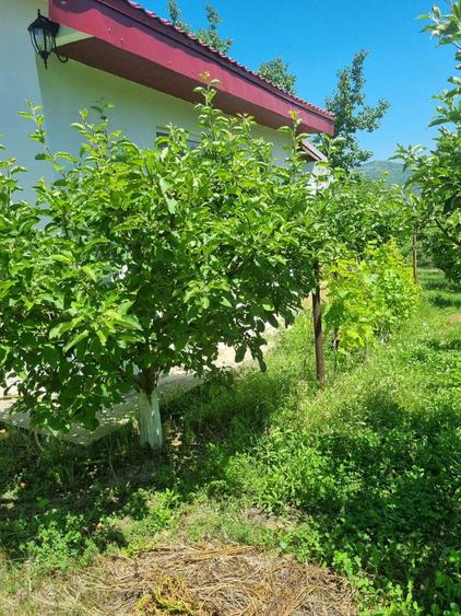 Casa P+M, direct proprietar, teren 2093 mp - 4