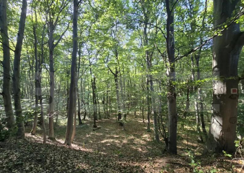Teren la liziera padurii Faget - 5