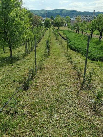 De vanzare teren Curtea de Arges strada Ramnicu Valcea - 3