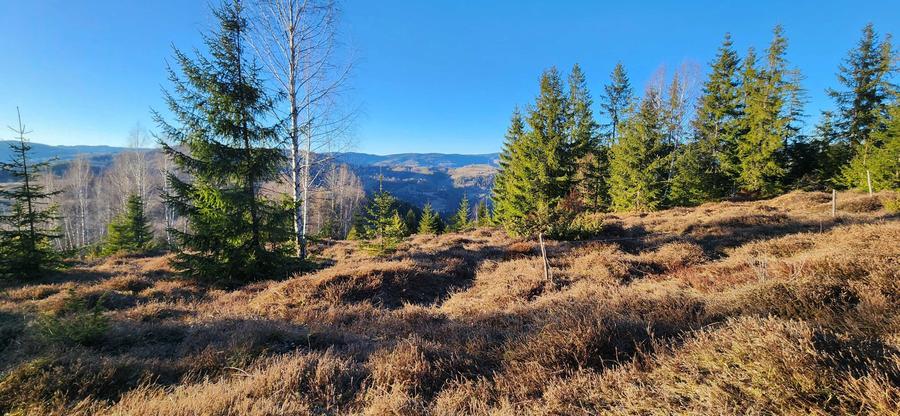 Teren de vanzare Apuseni - 4