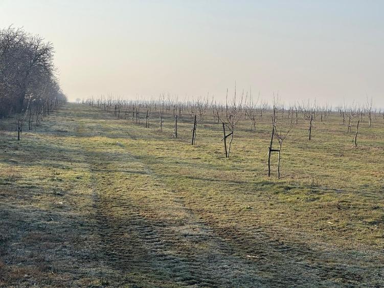 Livadă de nuc: Afacere agricolă cu potențial ridicat – 74,9 ha irigate - 6