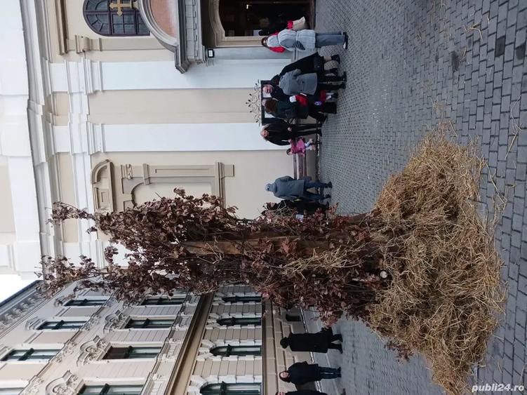 Vand casa in Bazo?u Nou - 4