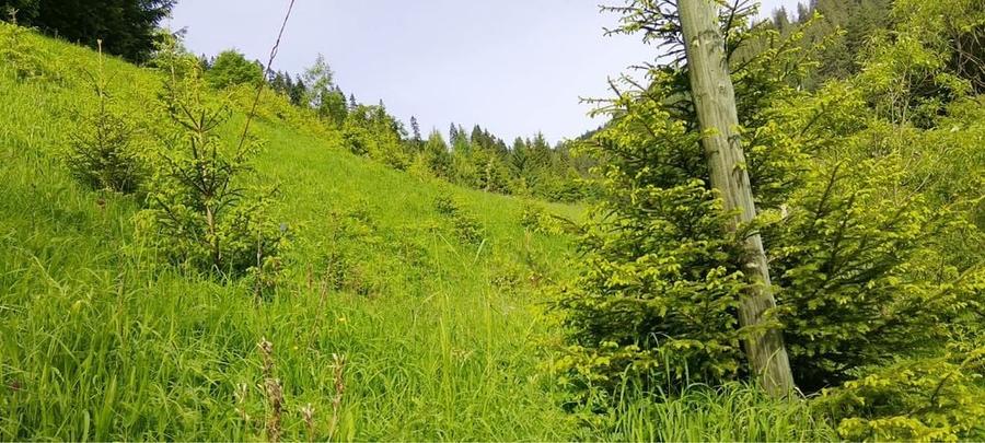 Teren munte situat la poalele muntelui Ceahlau - 7