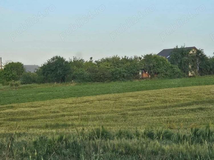 Ferma Calugareni 11860 mp 100 000 Euro - 4