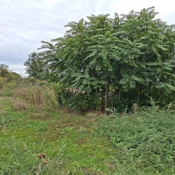 Teren de 2613 mp, în Grivița