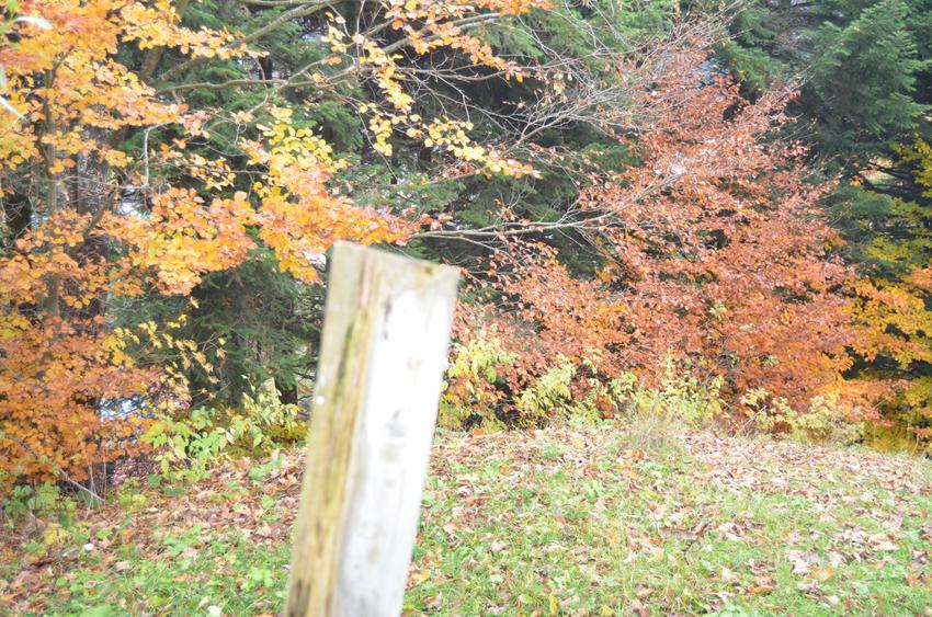 Teren intravilan situat in Busteni-Valea Alba - 4