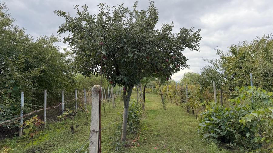 Casa de vinificatie in Viile Tieamului Carei - 29