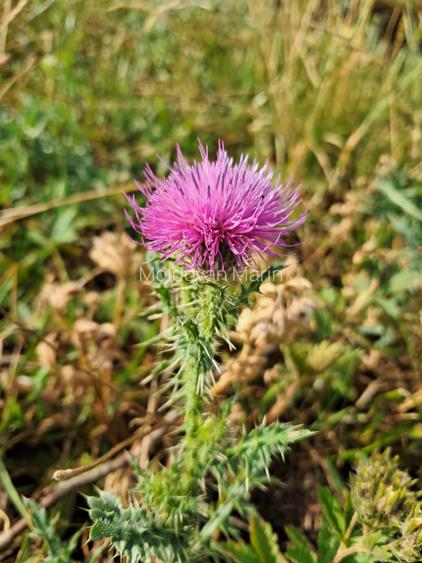 Teren extravilan 2900 mp zona Wonderland Feleacu