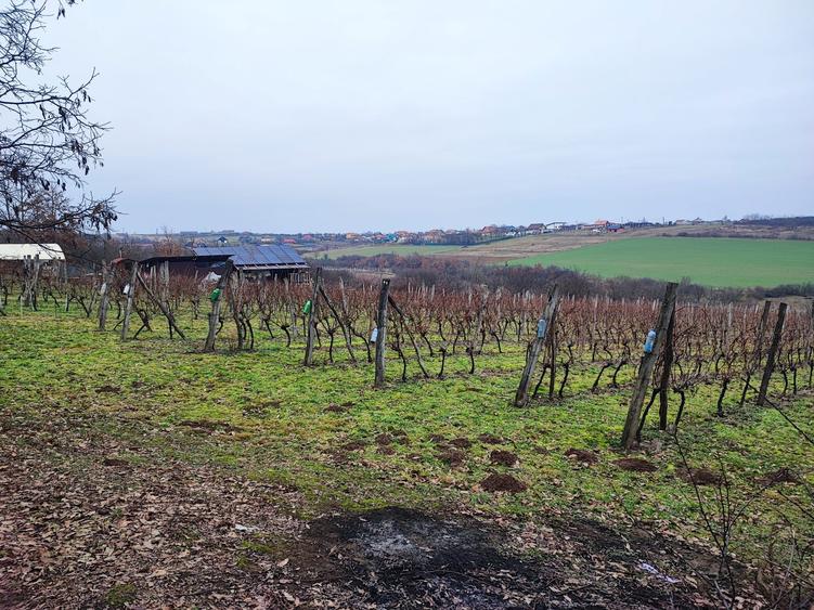 37 arii intravilan Viile Satu Mare - 7