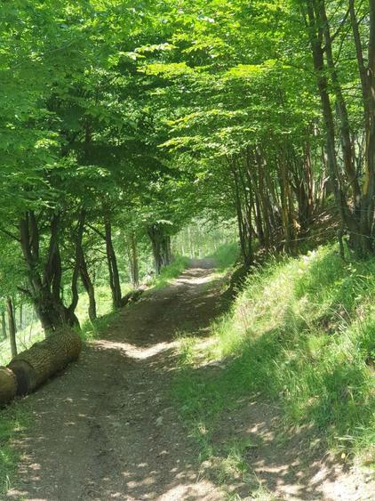 Vand cabana in Valea Ierii, zona linistita si cu vedere spectaculoasa - 7