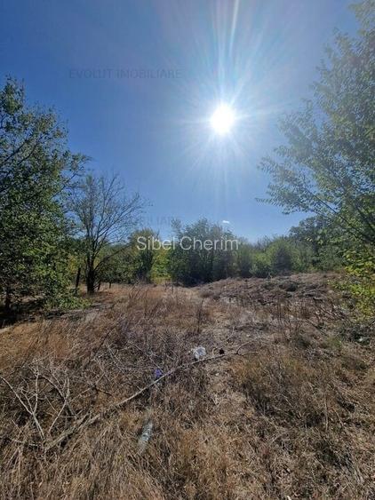 PADURE VALU LUI TRAIAN / zona popas Forest M / 2 loturi x 564 mp PADURE VALU LUI TRAIAN / zona popas Forest M / 2 loturi x 564 mp