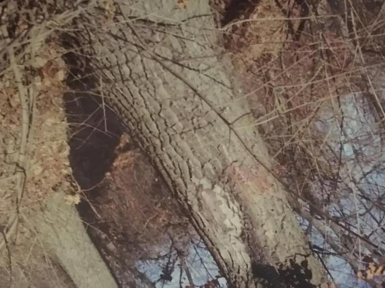 Teren forestier fag stejar - 1