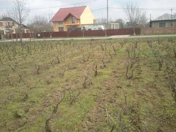 25E mp Teren intravilan  Chiscani drum asfaltat 3500 mp deschidere 14m - 1