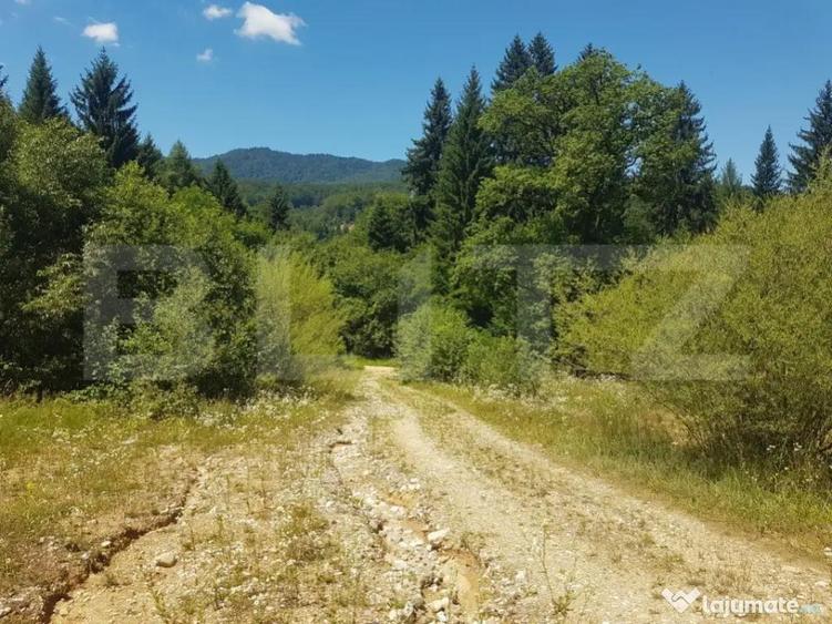 Teren Dambu Morii - 1200mp - 2