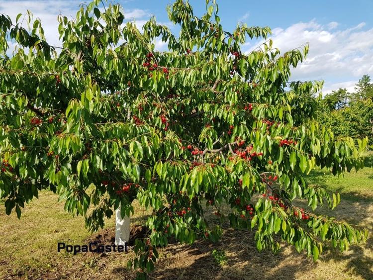 Petresti - Corbeanca 4648 mp intravilan desch. 33 m, utilitati, acces asfaltat - 6