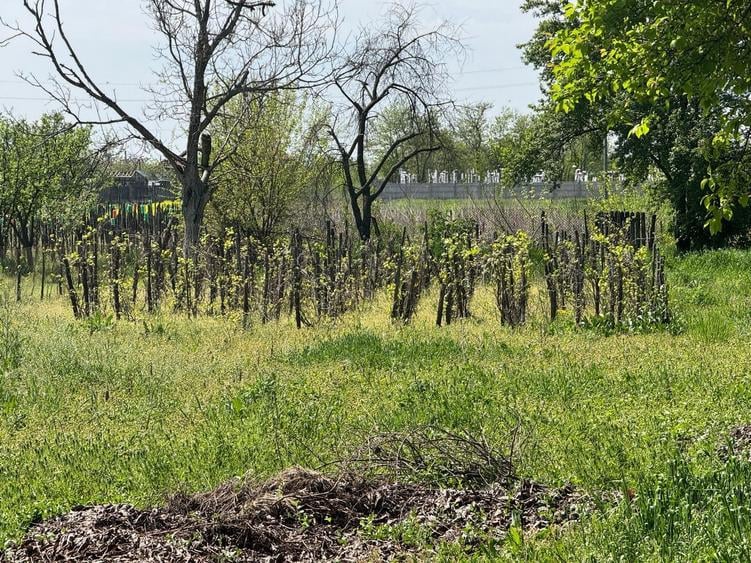 Casa veche si teren generos Bailesti - 6