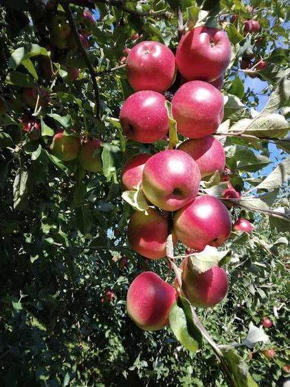 Vand teren, parte livada-parte intravilan. - 5