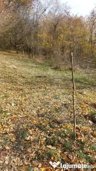 Teren de 1600 mp, în Podu Cheii
