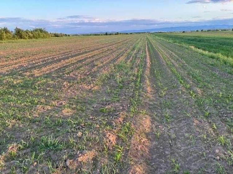 Teren 5.200 m2 la 6 km de Radauti - partial intravilan - 1