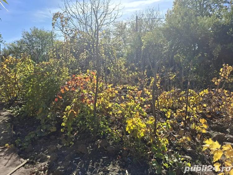 Casa cu teren 3.000 mp vie, livada, utilita?i, acte in regula! - 1