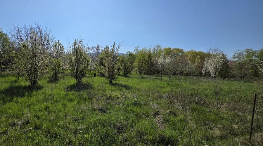 Teren intravilan Masca Arad asfalt Drumul Judetean 709 l 3000 mp - 3