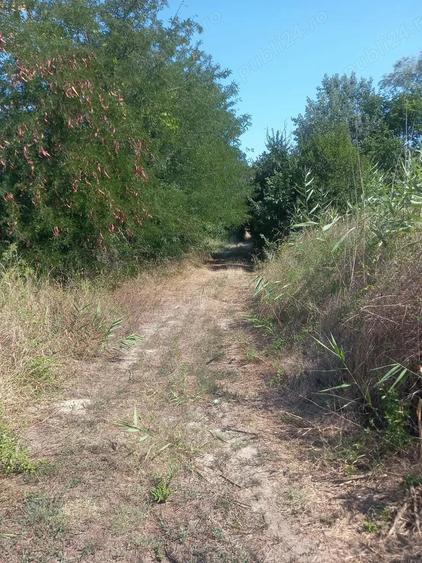 Casa batraneasca Cilibia - 2