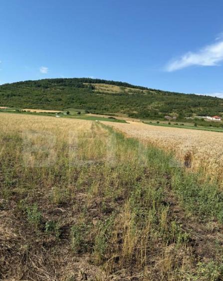 Teren intravin 2000 mp in Soimus - 3