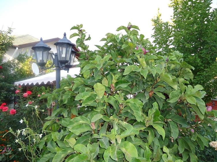 Vila piscina superba gradina matura cu iesire directa la padure - 23