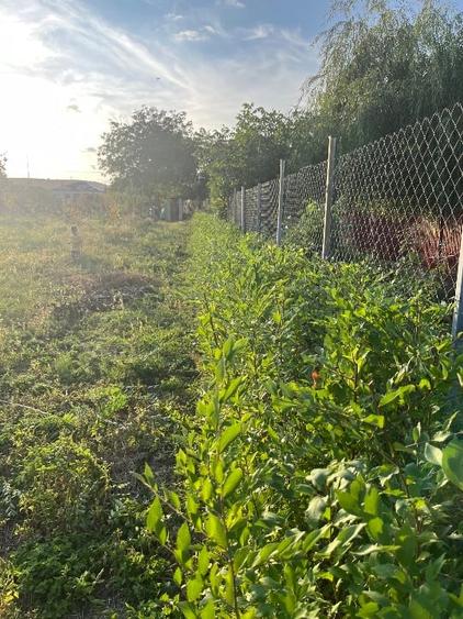 Teren intravilan negociabil pe Strada Principală Faraoanele | asfalt + utilități - 1