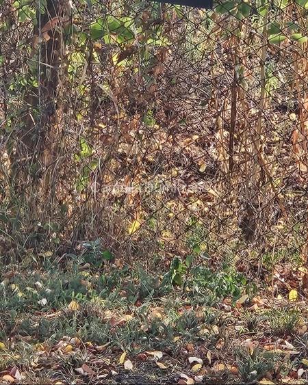 Covaci - Teren  Constructii  Case