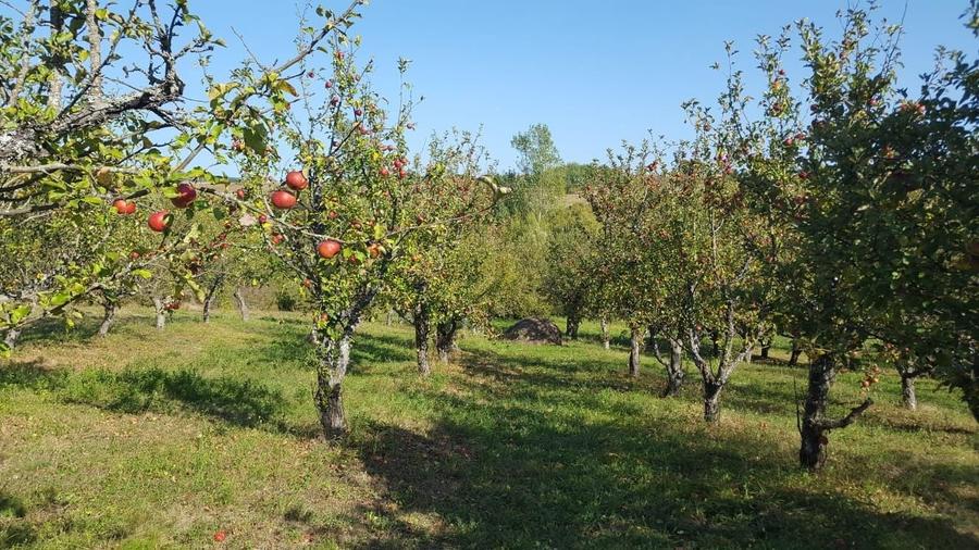 Livada de vanzare Dumitra - BN - 1