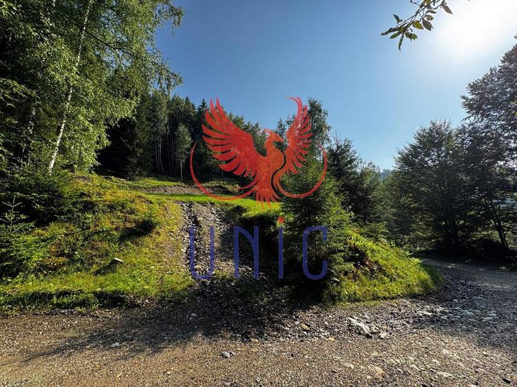 18000 mp de natura pura ,Lupeni, langa Straja - 10