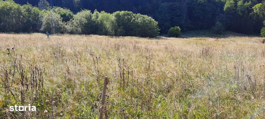 Teren Intravilan | Schitu Tarcau | 2089MP | Izvor | Platou - 2