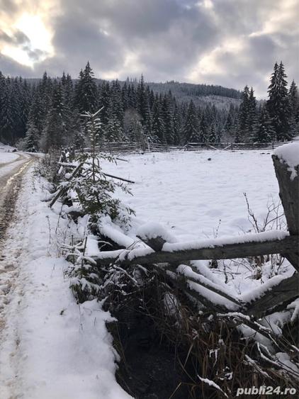 Teren de 6000 mp, în Panaci