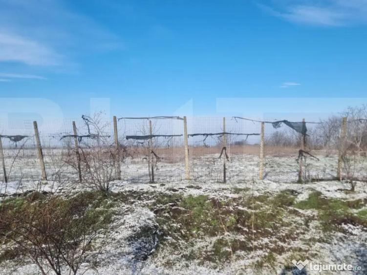 Teren cu livada Nuci- Oportunitate investitie- CioraniPh - 6