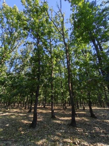 Teren extravilan de 405000 mp, în Exterior Nord