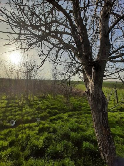 Refugiu la ?ara, aproape de Bucure?ti casa tradi?ionala cu teren 3.113 mp - 1