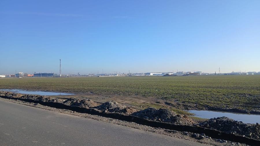 Domnesti, strada Narciselor - 4