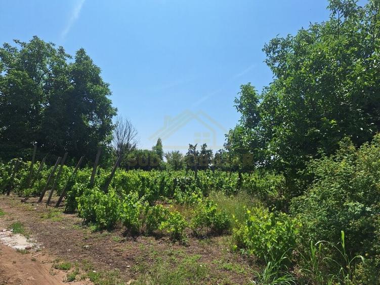 TEREN INTRAVILAN-1000 MP-ZONA STR.SCOLII - 2