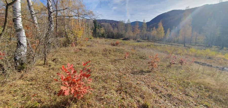 TERE la baza STAȚIUNII STRAJA - LUPENI - 2
