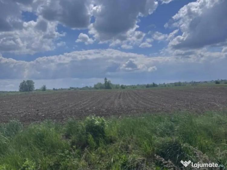 Teren extravilan, 7800mp, Burla - 5