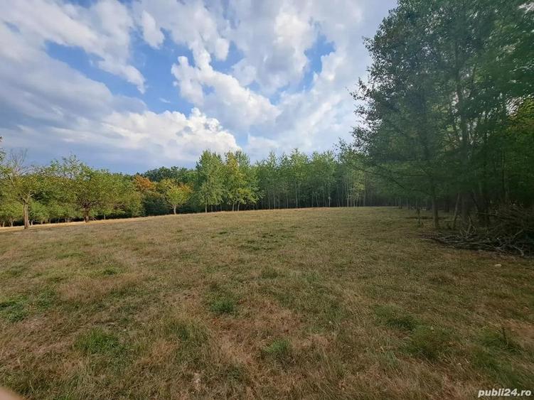 Teren 15826 mp + padure 1 ha - 1