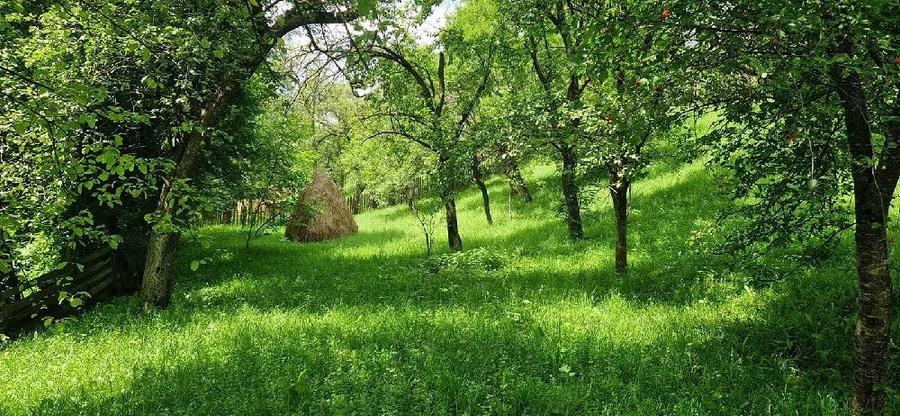 Teren de 1586 mp, în Valea Doftanei