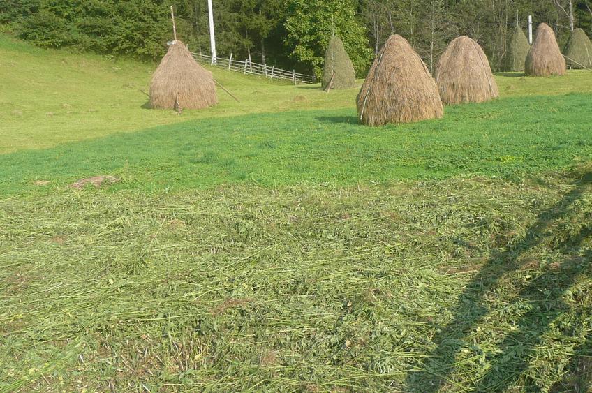 Teren Construcții intravilan de 12000 mp, în Trăisteni