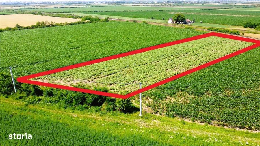 Teren extravilan - 5.000 m2 in Botiz | 3 km de Satu Mare - 4