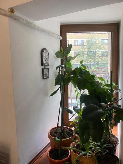 Spatiu comercial ultracentral - Bd. Stefan cel Mare (direct de la proprietar) - 9
